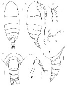 Espce Sensiava peculiaris - Planche 1 de figures morphologiques