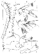 Espce Sensiava peculiaris - Planche 2 de figures morphologiques