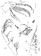 Espce Sensiava peculiaris - Planche 3 de figures morphologiques
