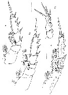 Species Sensiava peculiaris - Plate 4 of morphological figures