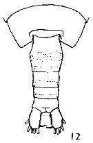 Espce Calanus chilensis - Planche 6 de figures morphologiques