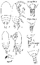 Species Azygokeras columbiae - Plate 1 of morphological figures