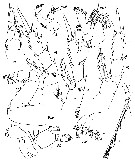 Espce Azygokeras columbiae - Planche 2 de figures morphologiques