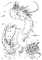 Species Boxshallia bulbantennula - Plate 1 of morphological figures