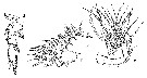 Species Boxshallia bulbantennula - Plate 2 of morphological figures