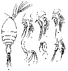 Species Epicalymma ancora - Plate 1 of morphological figures