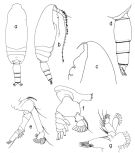 Espce Scaphocalanus antarcticus - Planche 4 de figures morphologiques