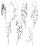 Espce Scaphocalanus antarcticus - Planche 5 de figures morphologiques