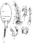 Species Pseudocyclops umbraticus - Plate 2 of morphological figures