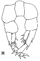 Espce Zenkevitchiella abyssalis - Planche 1 de figures morphologiques