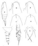Espce Scaphocalanus parantarcticus - Planche 1 de figures morphologiques