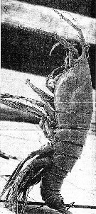 Espce Aegisthus mucronatus - Planche 21 de figures morphologiques