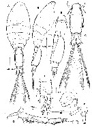Espce Epicalymma bulbosa - Planche 1 de figures morphologiques