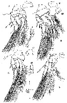 Espce Epicalymma bulbosa - Planche 3 de figures morphologiques
