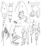 Espce Scaphocalanus parantarcticus - Planche 2 de figures morphologiques