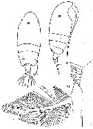 Species Euchirella rostrata - Plate 40 of morphological figures