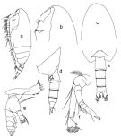 Espce Scaphocalanus farrani - Planche 1 de figures morphologiques