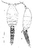Espce Boxshallia bulbantennula - Planche 1 de figures morphologiques