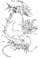 Espce Boxshallia bulbantennula - Planche 2 de figures morphologiques