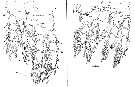 Espce Boxshallia bulbantennula - Planche 4 de figures morphologiques