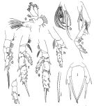 Espce Scaphocalanus farrani - Planche 2 de figures morphologiques
