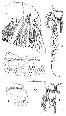 Espce Boxshallia bulbantennula - Planche 7 de figures morphologiques