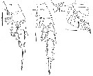 Espce Euchirella rostromagna - Planche 15 de figures morphologiques
