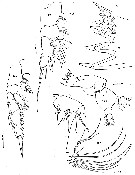 Espce Paraeuchaeta biloba - Planche 21 de figures morphologiques