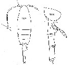 Espce Paraeuchaeta biloba - Planche 20 de figures morphologiques