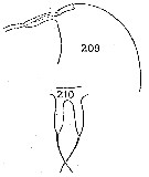 Espce Amallothrix valida - Planche 11 de figures morphologiques