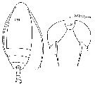 Espce Scolecithricella minor - Planche 24 de figures morphologiques