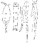 Espce Scolecithricella minor - Planche 25 de figures morphologiques