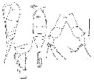 Espce Metridia lucens - Planche 22 de figures morphologiques