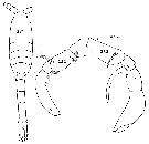 Espce Metridia macrura - Planche 4 de figures morphologiques