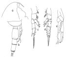 Espce Scaphocalanus farrani - Planche 4 de figures morphologiques