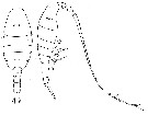 Espce Lucicutia macrocera - Planche 14 de figures morphologiques