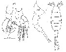 Espce Lucicutia wolfendeni - Planche 16 de figures morphologiques