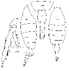 Species Heterorhabdus pustulifer - Plate 11 of morphological figures