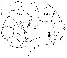 Espce Heterorhabdus pustulifer - Planche 12 de figures morphologiques