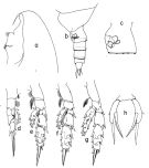 Espce Scaphocalanus echinatus - Planche 2 de figures morphologiques