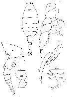 Species Paraheterorhabdus (Paraheterorhabdus) farrani - Plate 23 of morphological figures