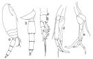 Espce Scaphocalanus elongatus - Planche 2 de figures morphologiques