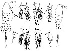 Espce Limnoithona tetraspina - Planche 1 de figures morphologiques