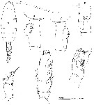 Species Euchaeta indica - Plate 15 of morphological figures