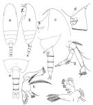Espce Scaphocalanus vervoorti - Planche 1 de figures morphologiques