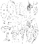Espce Scolecithricella sp.1 - Planche 1 de figures morphologiques