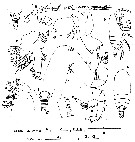 Espce Azygokeras columbiae - Planche 3 de figures morphologiques