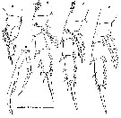 Espce Azygokeras columbiae - Planche 4 de figures morphologiques