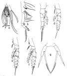 Species Scaphocalanus vervoorti - Plate 2 of morphological figures