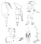 Espce Scaphocalanus vervoorti - Planche 3 de figures morphologiques